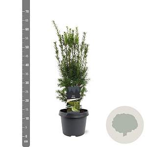 Taxus media 'Hicksii' 40-50 cm 3,0L