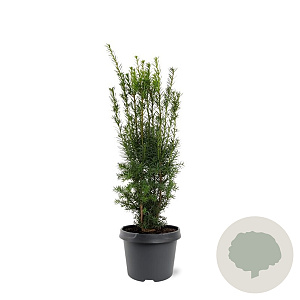 Taxus media 'Hicksii' 40-50 cm 3,0L