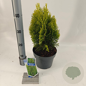 Thuja occ. 'Aurea Nana' 30-35 cm 3,0L