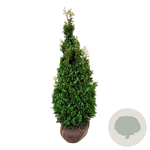 Thuja occ. 'Degroot's Spire' 120-140 cm met kluit extra
