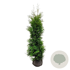 Thuja occ. 'Golden Brabant' 160-180 cm met kluit extra