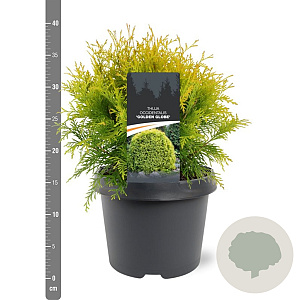 Thuja occ. 'Golden Globe' 25-30 cm 3,5L