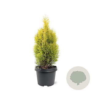Thuja occ. Golden Smaragd 30-40 cm 3,0L