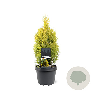 Thuja occ. Golden Smaragd 30-40 cm 3,0L