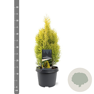 Thuja occ. Golden Smaragd 30-40 cm 3,0L