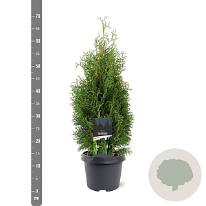 Thuja occ. 'Holmstrup' 40-50 cm 3,0L
