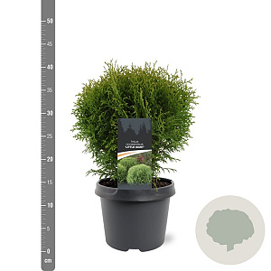 Thuja occ. 'Little Giant' 25-30 cm 3,5L