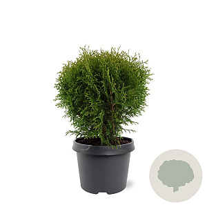 Thuja occ. 'Little Giant' 25-30 cm 3,5L