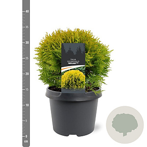 Thuja occ. 'Mirjam' 25-30 cm 3,5L