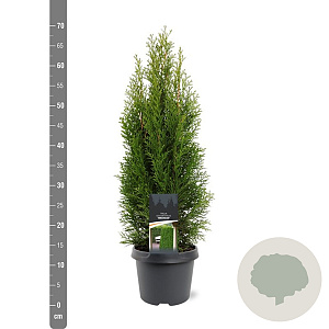 Thuja occ. 'Smaragd' 50-60 cm 3,0L