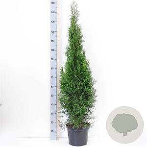 Thuja occ. 'Smaragd' 100-125 cm 7,5L
