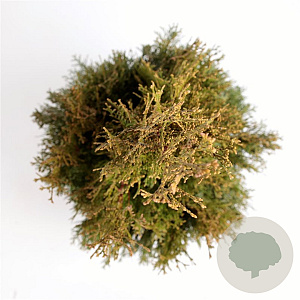 Thuja occ. 'Smaragd' 100-125 cm 7,5L