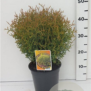 Thuja occ. 'Tiny Tim' 25-30 cm 3,5L