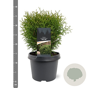 Thuja occ. 'Tiny Tim' 25-30 cm 3,5L