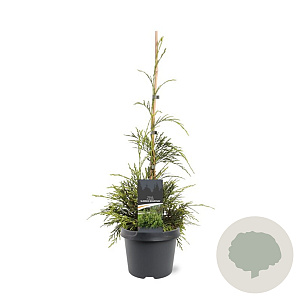 Thuja plicata 'Aldrich Mountain' 40-50 cm 3,0L