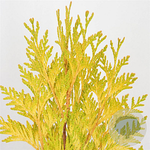 Thuja pl. '4ever' 40-50 cm 3,0L