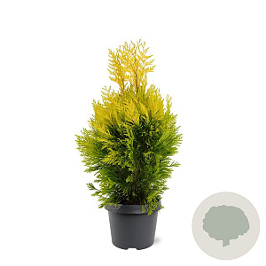 Thuja pl. '4ever' 40-50 cm 3,0L