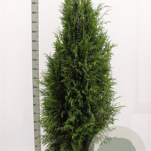 Thuja pl. 'Martin' 180-200 cm met kluit
