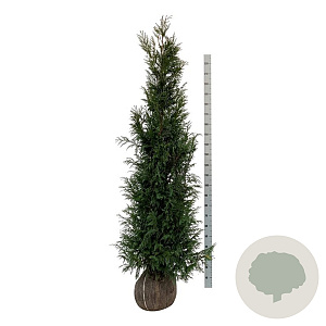 Thuja pl. 'Martin' 200-225 cm met kluit extra