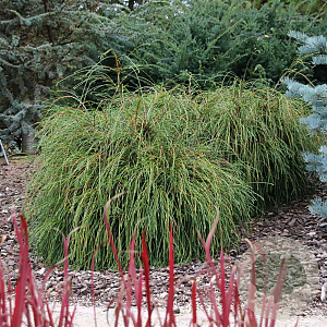 Thuja pl. 'Whipcord' 30-40 cm 5,0L