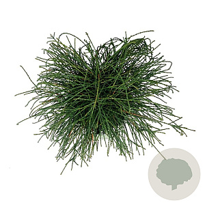 Thuja pl. 'Whipcord' 40-50 cm 6L
