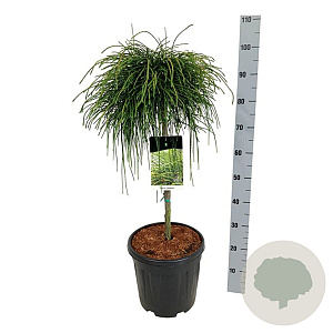 Thuja pl. 'Whipcord' 60 cm stam 15L