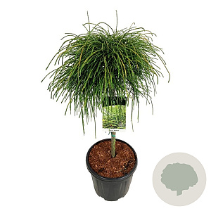 Thuja pl. 'Whipcord' 60 cm stam 15L