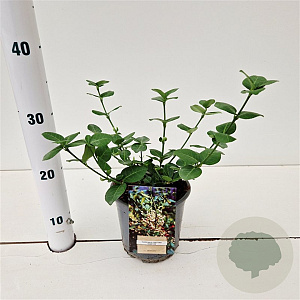 Euonymus fort. 'Vegetus' 20-30 cm C1.5