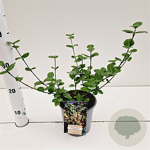 Euonymus fort. 'Vegetus' 20-30 cm C1.5