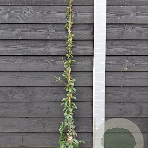 Trachelospermum jasminoides 150-175 cm vierkant rond 5,5L