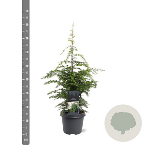 Tsuga canadensis 60-80 cm 5,0L