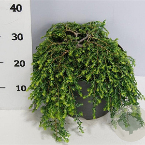 Tsuga can. 'Cole's Prostrate' 30-40 cm 7,5L