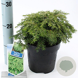 Tsuga can. 'Jeddeloh' 20-25 cm 3,0L