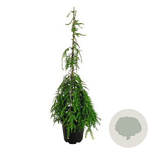 Tsuga can. 'Pendula' 100-125 cm 15L