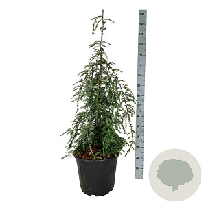 Tsuga can. 'Pendula' 100-125 cm 30L extra