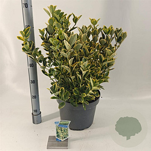 Euonymus jap. 'Aureomarginatus' 40-45 cm 10L