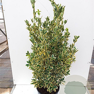 Euonymus jap. 'Bravo' 20-25 cm C1