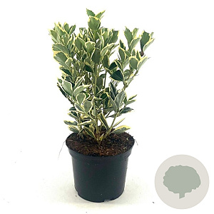Euonymus jap. 'Bravo' 25-30 cm 2,0L