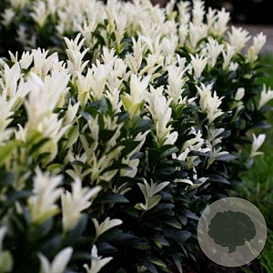 Euonymus jap. 'Francien' 20-25 cm 2,0L