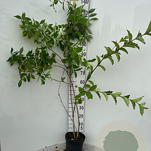 Weigela 'Rosea' 125-150 cm 5,0L