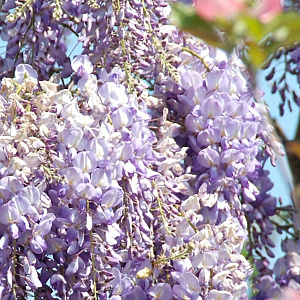Wisteria floribunda 60 cm C1.5 met stok