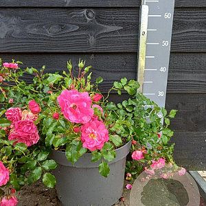 Rosa (H) Flower Carpet Heidetraum 40-50 cm 10L