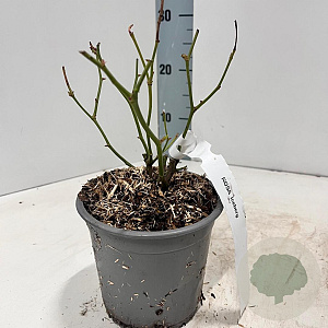 Rosa (F) Iceberg 10-15 cm C1.5