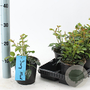 Rosa (H) Ivory Meidiland 10-15 cm C1.5