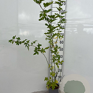 Rosa multiflora 60-80 cm 2,0L