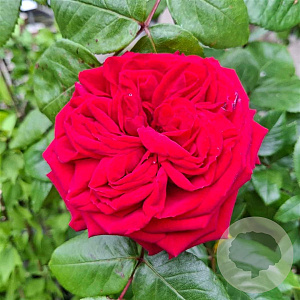 Rosa (F) Red Romanza 10-15 cm C1.5
