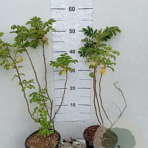 Rosa rugosa 40-60 cm 2,0L