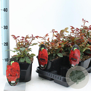 Rosa (F) 'Satchmo' 10-15 cm C1.5