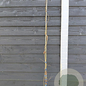 Actinidia a. 'Issai' 150-175 cm vierkant rond 5,5L