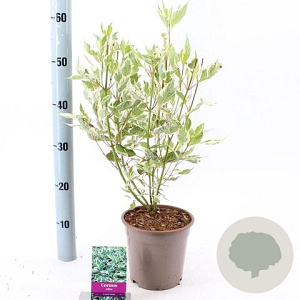 Cornus alba 'Elegantissima' 40-60 cm 2,0L